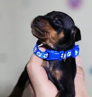 Blue, a male Miniature Pinscher for sale in Hollywood, FL – Photo 2 of 6