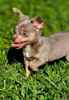 Simba, a male Chihuahua for sale in Hollywood, FL – 6 of 10