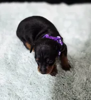 Purple, a female Miniature Pinscher for sale in Hollywood, FL – Photo 3 of 6