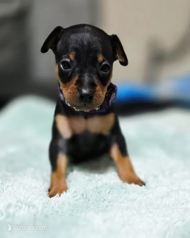 Purple – Miniature Pinscher puppy for sale in Hollywood, FL