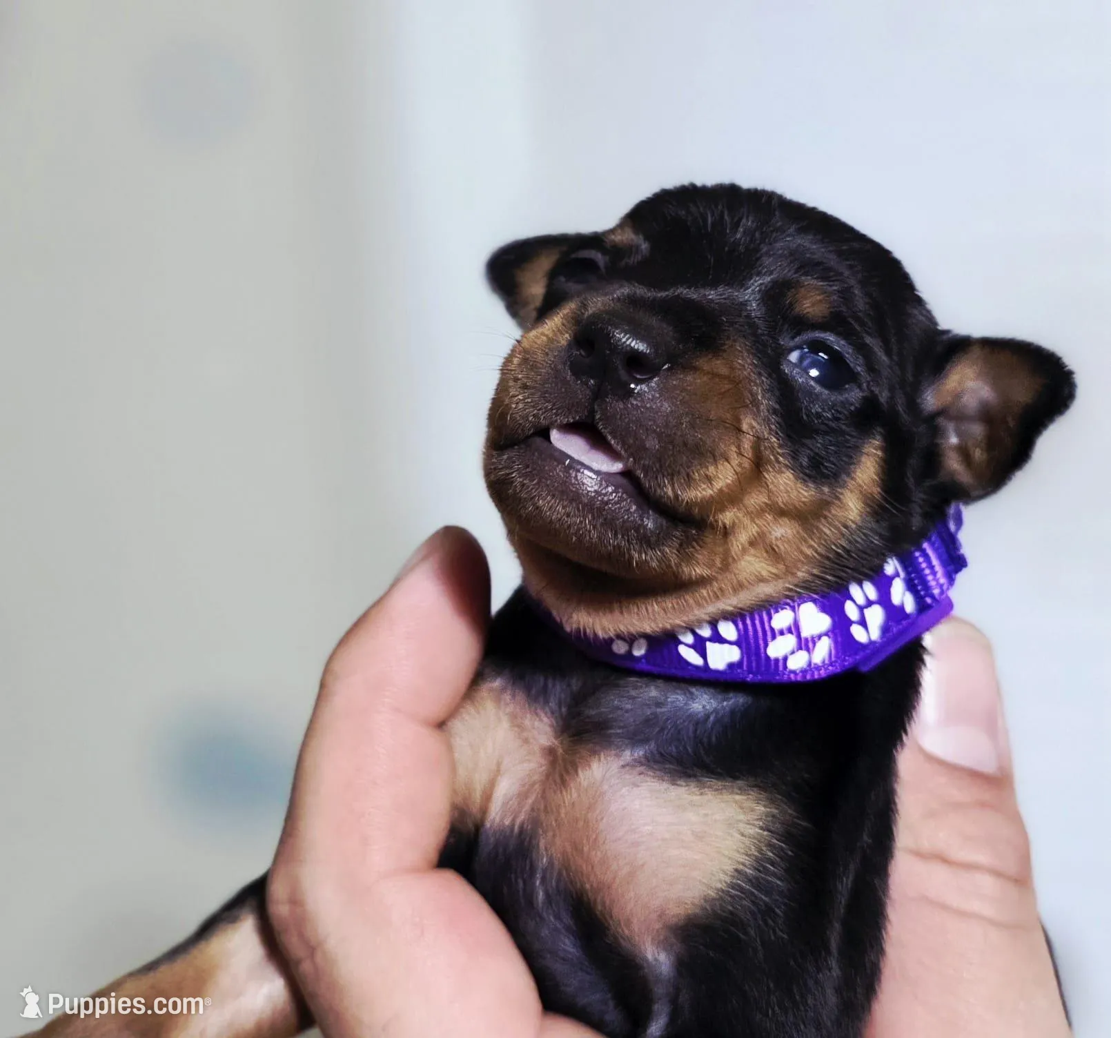 Purple, a female Miniature Pinscher for sale in Hollywood, FL – Photo 2 of 6