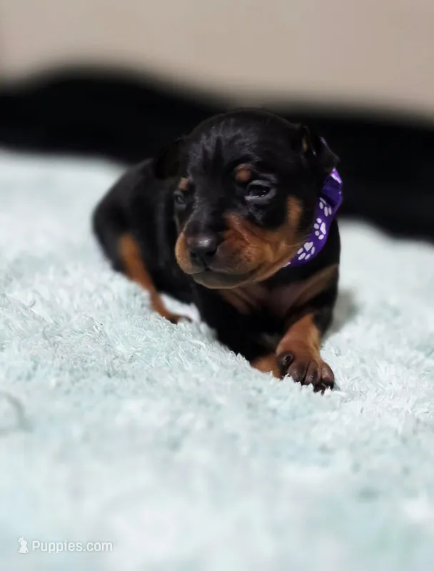 Purple – Miniature Pinscher puppy for sale in Hollywood, FL