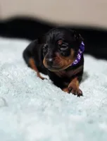 Purple, a female Miniature Pinscher for sale in Hollywood, FL – Photo 1 of 6