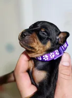 Purple, a female Miniature Pinscher for sale in Hollywood, FL – Photo 4 of 6