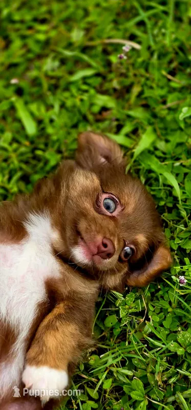 Thor – Chihuahua puppy for sale in Hollywood, FL