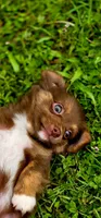 Thor, a male Chihuahua for sale in Hollywood, FL – 1 of 10