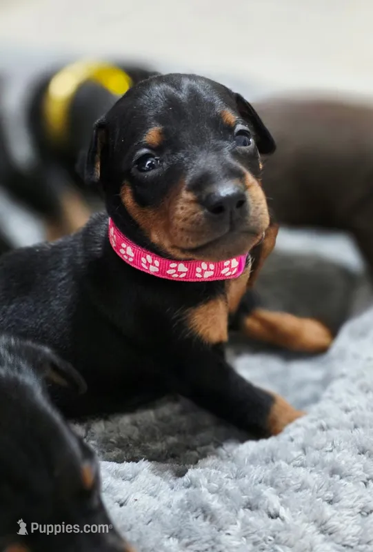 Fuscia – Miniature Pinscher puppy for sale in Hollywood, FL