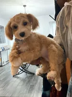 Bailey , a female Maltipoo for sale in Tulsa, OK – Photo 1 of 4