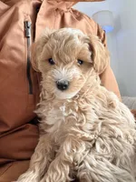 Bailey , a female Maltipoo for sale in Tulsa, OK – Photo 2 of 4