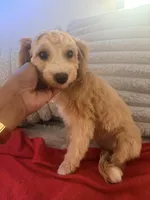 Bailey , a female Maltipoo for sale in Tulsa, OK – Photo 4 of 4