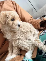 Bailey , a female Maltipoo for sale in Tulsa, OK – Photo 3 of 4