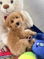 Bixby, a female Maltipoo for sale in Tulsa, OK – Photo 2 of 3