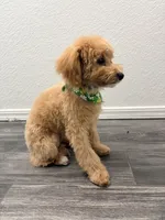 Bixby, a female Maltipoo for sale in Tulsa, OK – Photo 3 of 3
