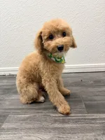 Bixby, a female Maltipoo for sale in Tulsa, OK – Photo 1 of 3