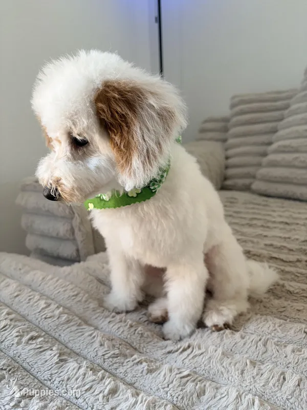 Princess , a female Maltipoo for sale in Tulsa, OK – Photo 1 of 3