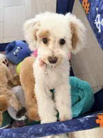 Princess , a female Maltipoo for sale in Tulsa, OK – Photo 3 of 3