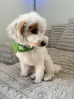 Princess , a female Maltipoo for sale in Tulsa, OK – Photo 2 of 3