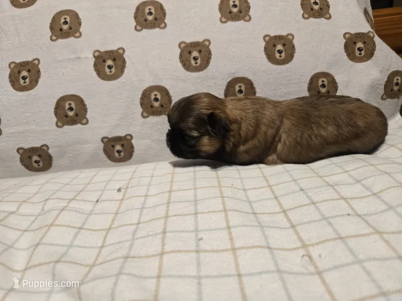 Paityn – Shih Tzu puppy for sale in Lithonia, GA