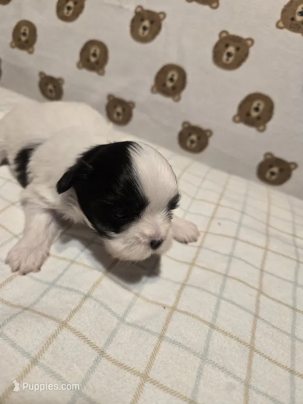 Mia – Shih Tzu puppy for sale in Lithonia, GA