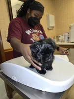 Jeffery, a male Shih Tzu for sale in Lithonia, GA – 8 of 8