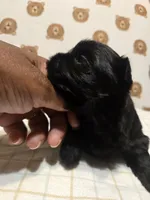 Jeffery, a male Shih Tzu for sale in Lithonia, GA – 2 of 2