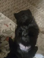 Jeffery, a male Shih Tzu for sale in Lithonia, GA – 6 of 8
