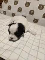 Mia, a female Shih Tzu for sale in Lithonia, GA – 2 of 2