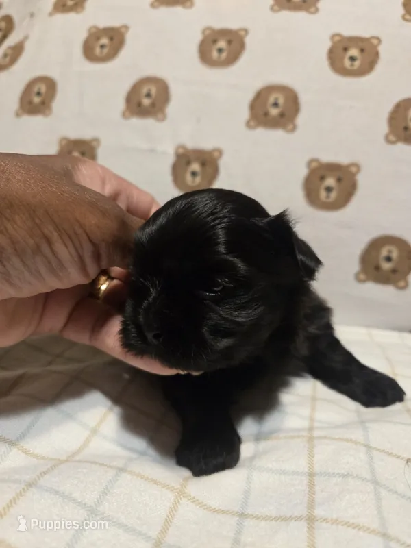 Jeffery – Shih Tzu puppy for sale in Lithonia, GA