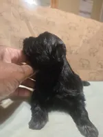Teach, a male Shih Tzu for sale in Lithonia, GA – 5 of 8