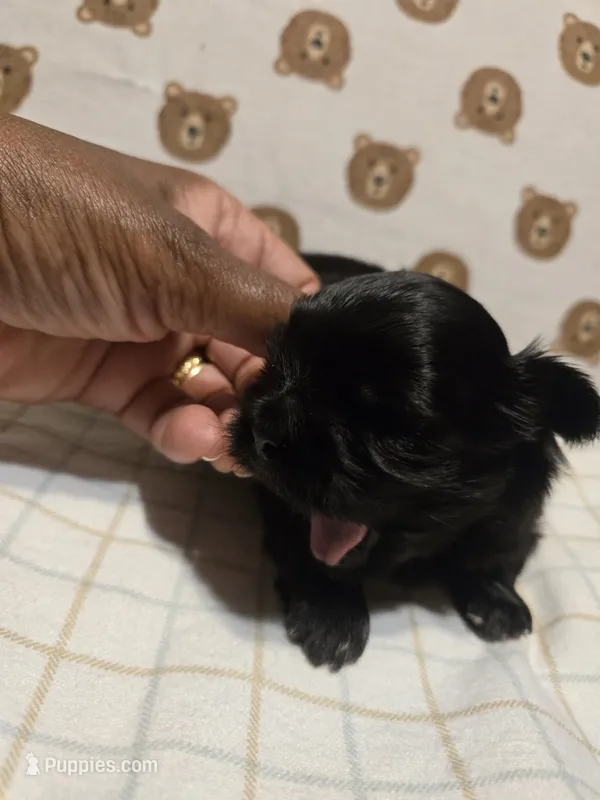 Teach – Shih Tzu puppy for sale in Lithonia, GA