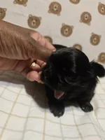 Teach, a male Shih Tzu for sale in Lithonia, GA – 1 of 2
