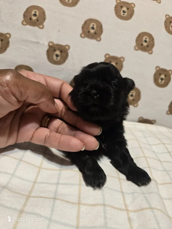 Roti – Shih Tzu puppy for sale in Lithonia, GA