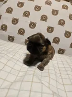 Paityn, a male Shih Tzu for sale in Lithonia, GA – 2 of 2