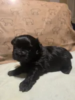Jeffery, a male Shih Tzu for sale in Lithonia, GA – 5 of 8
