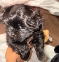 Teach, a male Shih Tzu for sale in Lithonia, GA – 7 of 8