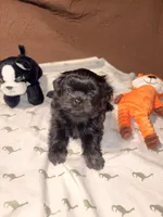 Jeffery, a male Shih Tzu for sale in Lithonia, GA – 7 of 8