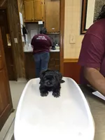 Teach, a male Shih Tzu for sale in Lithonia, GA – 8 of 8
