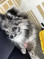 Stormie, a female Pomeranian for sale in Tucson, AZ – Photo 6 of 9