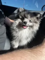 Stormie, a female Pomeranian for sale in Tucson, AZ – Photo 8 of 9