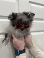 Stormie, a female Pomeranian for sale in Tucson, AZ – Photo 1 of 9