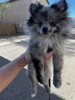 Stormie, a female Pomeranian for sale in Tucson, AZ – Photo 5 of 9