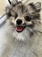 Stormie, a female Pomeranian for sale in Tucson, AZ – Photo 9 of 9