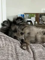 Stormie, a female Pomeranian for sale in Tucson, AZ – Photo 3 of 9