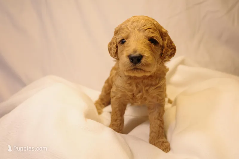 Biscotti - Red Collar – Goldendoodle puppy for sale in Seattle, WA