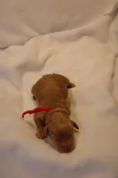 Biscotti - Red Collar, a female Goldendoodle for sale in Seattle, WA – Photo 4 of 5