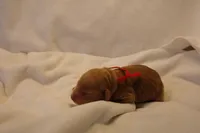 Biscotti - Red Collar, a female Goldendoodle for sale in Seattle, WA – Photo 3 of 5