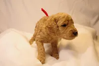 Biscotti - Red Collar, a female Goldendoodle for sale in Seattle, WA – Photo 7 of 7