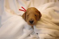 Biscotti - Red Collar, a female Goldendoodle for sale in Seattle, WA – Photo 6 of 7