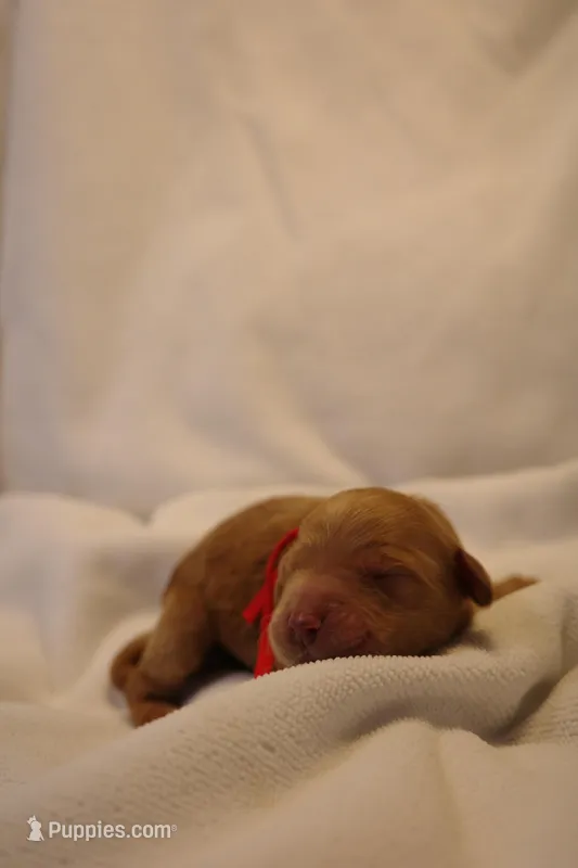 Biscotti - Red Collar – Goldendoodle puppy for sale in Seattle, WA