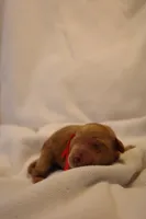 Biscotti - Red Collar, a female Goldendoodle for sale in Seattle, WA – Photo 1 of 5